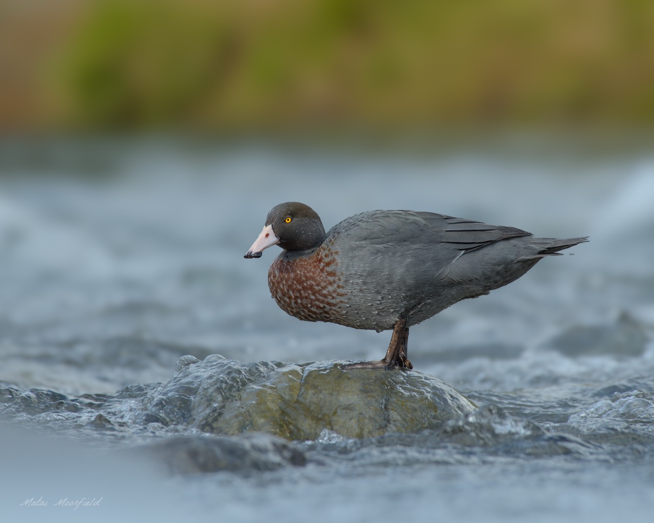 Native and endangered Blue Duck/Whio cleaning itself in the Tongariro River